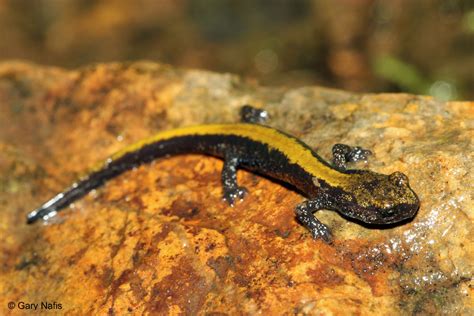 salamanders in idaho